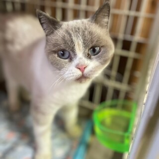 淋しくて心を閉ざしてるブリティッシュの女の子