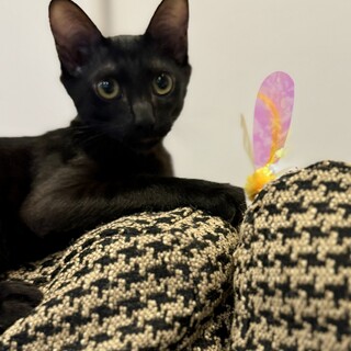 甘えん坊のかわいい黒子猫　ロイちゃん