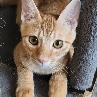 人なれしてやんちゃ　茶トラのチャイ君