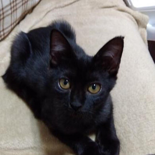 人懐っこい女の子です