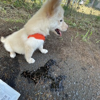 柴犬×ラブラドールmix 一時中断