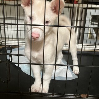 一旦募集停止珍しいアルビノの子です