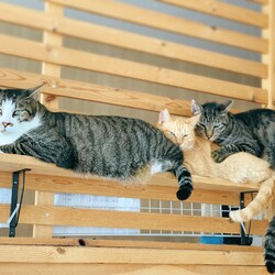 【千葉県船橋市】保護猫の譲渡会開催のお知らせ サムネイル2