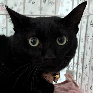 お目々がまん丸でとってもなつっこい黒猫の晴君！