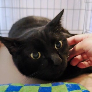 おっとりしてて人懐っこい(あとデカい)ヤマトくん♪