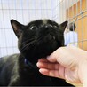 おっとりしてて人懐っこい(あとデカい)ヤマトくん♪ サムネイル5