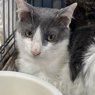 里親決定☆はやぶさ君