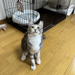保護猫譲渡会in小牧 サムネイル2