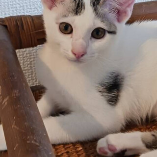 生後１歳♀ラブちゃん