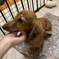 【サニー】カニーンヘンダックス避妊済9ヶ月