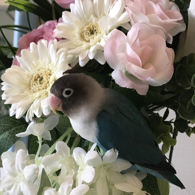 鳥飼花実のカバー写真