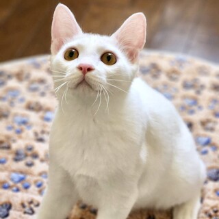 【9/14東銀座】チロくん★６ヵ月♪