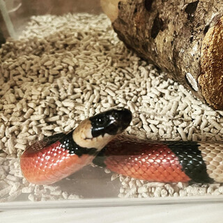 ミルクスネーク