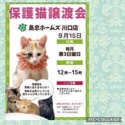 9/15（日）島忠ホームズ川口店保護猫譲渡会