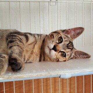 ちょっと強面の小夏ちゃん