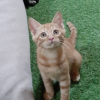 サンジちゃん(男の子)チャトラ(お話し中です)