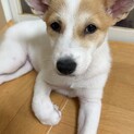 複数申し込みのため一旦終了　まめちゃん♀