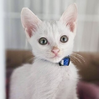 車に迷い込んでしまった『グリル』くん