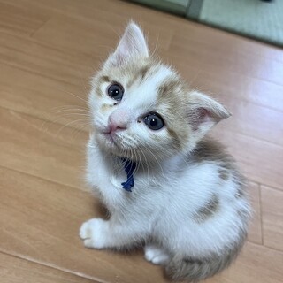 のんびりマイペースな甘えん坊末っ子タイプそう