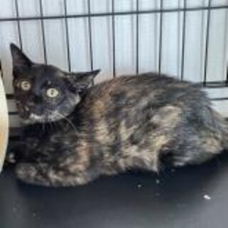 ■おしゃれ猫■なぁがちゃん■能登猫