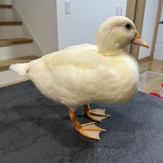 ２ヶ月コールダック里親募集