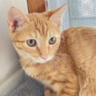 ■ちょっとどんくさい■みな君■能登猫