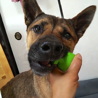 人が大好きな甘えん坊の元気男子ゴンゴン