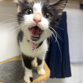 ４カ月位白黒ハチワレ男の子♂