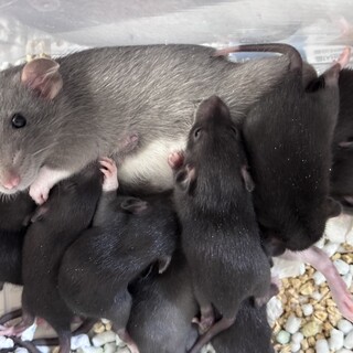 大阪市でファンシーラットの赤ちゃん(メス)