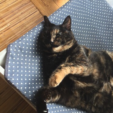パパッチが写真見て、すぐ「ミュウ王子だ」と気づいてくれたのよ。