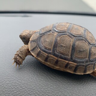 ギリシャリクガメ