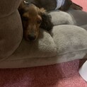 カニヘンダックスフンド