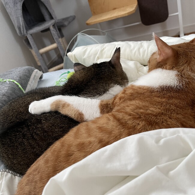 しんやjpnのカバー写真