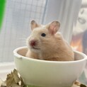 ハムハムの里親募集しております(*  ˊ꒳ˋ*)