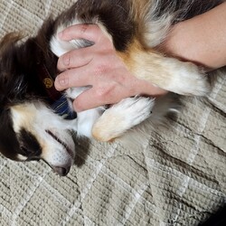 「おねだりバナとトイレ失敗」サムネイル2