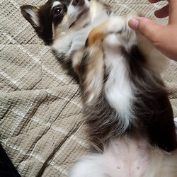 「おねだりバナとトイレ失敗」サムネイル3