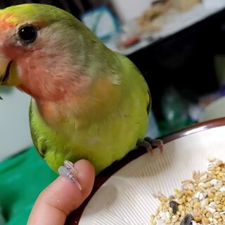 【一時募集停止】コザクラインコ 女の子 3歳 