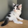 【6匹兄弟】白黒（長毛まじり） サムネイル2