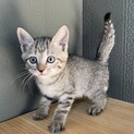 【6兄弟】キジトラちゃん