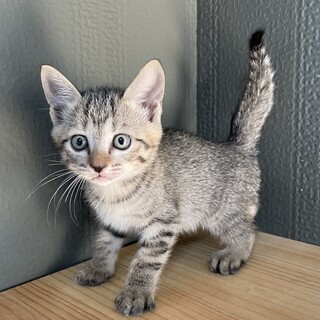 【6兄弟】キジトラちゃん