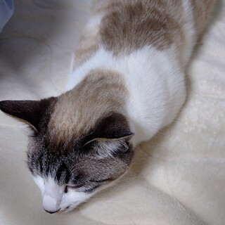 意外とさみしがりのはなちゃん