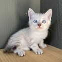 【6匹兄弟】シャム系男の子