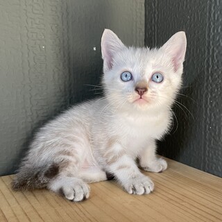 【6匹兄弟】シャム系男の子