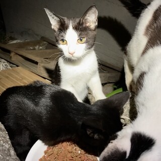 子猫　生後3ヶ月