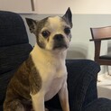 ボストンテリアの元気な男の子の里親募集いたします。