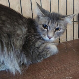 ちょっとシャイ小柄で愛らしい長毛　すみれれちゃん