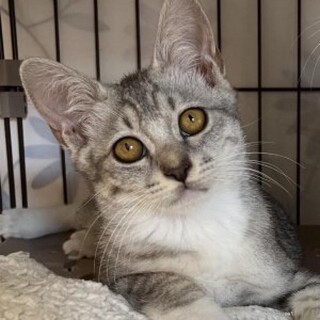 撫でられるのだいすき　なつくん