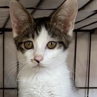 甘えん坊　すいくん