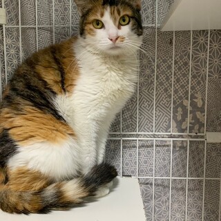 【被災地より】ミシェル