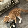 茶しろのタレ目の男の子